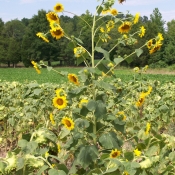 Field of sunflowers